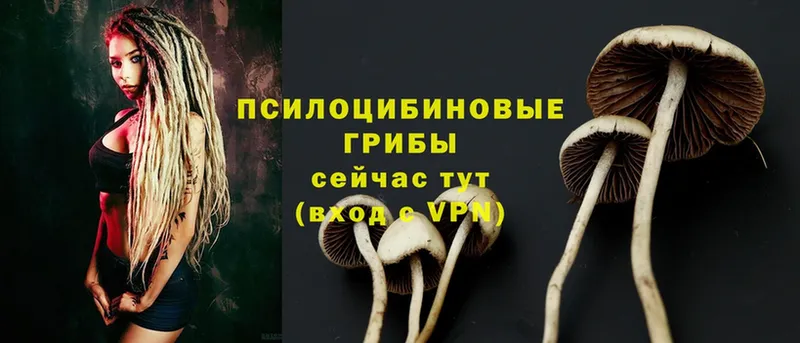 Псилоцибиновые грибы Psilocybe  Борисоглебск 